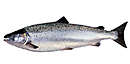 Atlantic Salmon